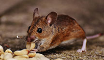 24 Hour & Emergency Exterminators in Pikeville, KY